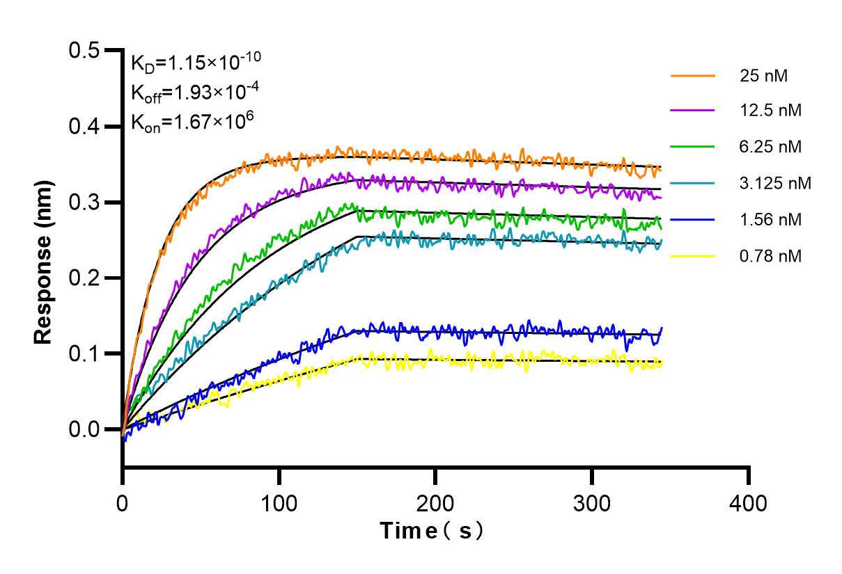 Affinity and Kinetic Characterization of 98271-1-RR