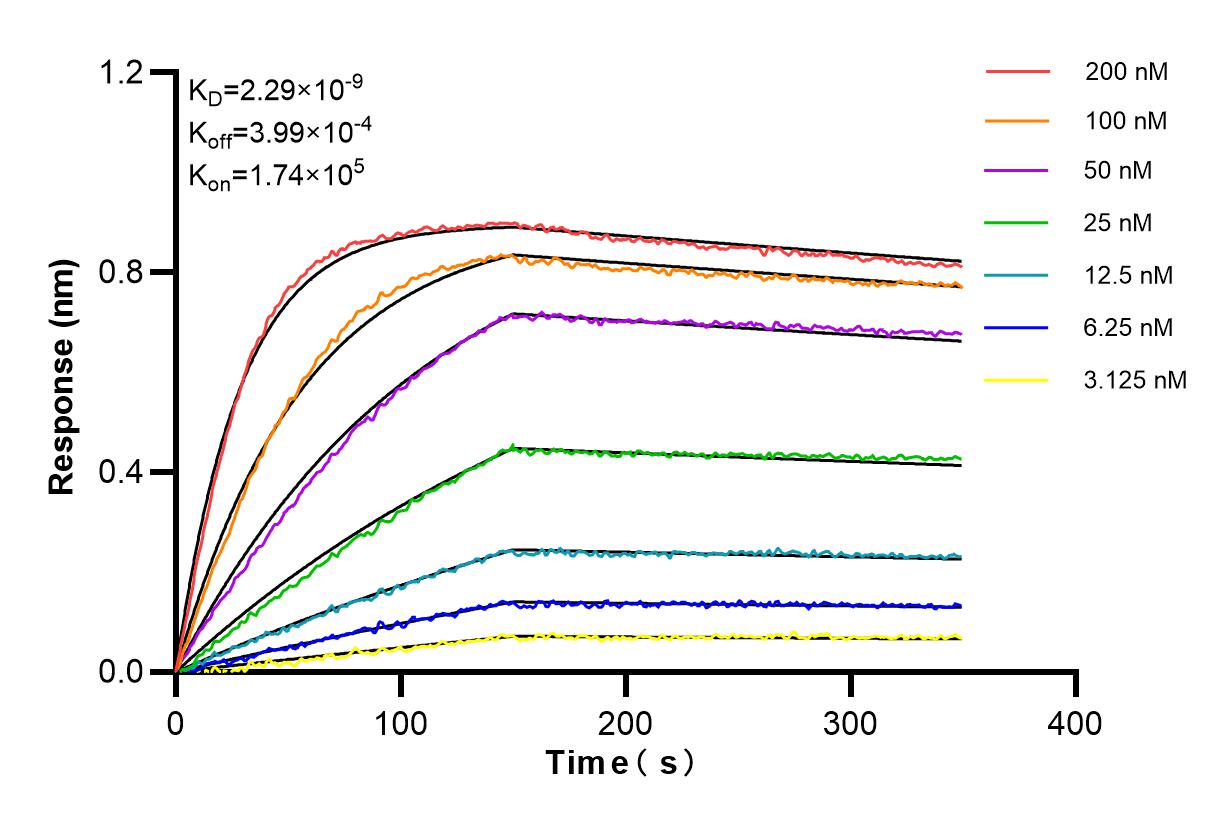Affinity and Kinetic Characterization of 98274-1-RR
