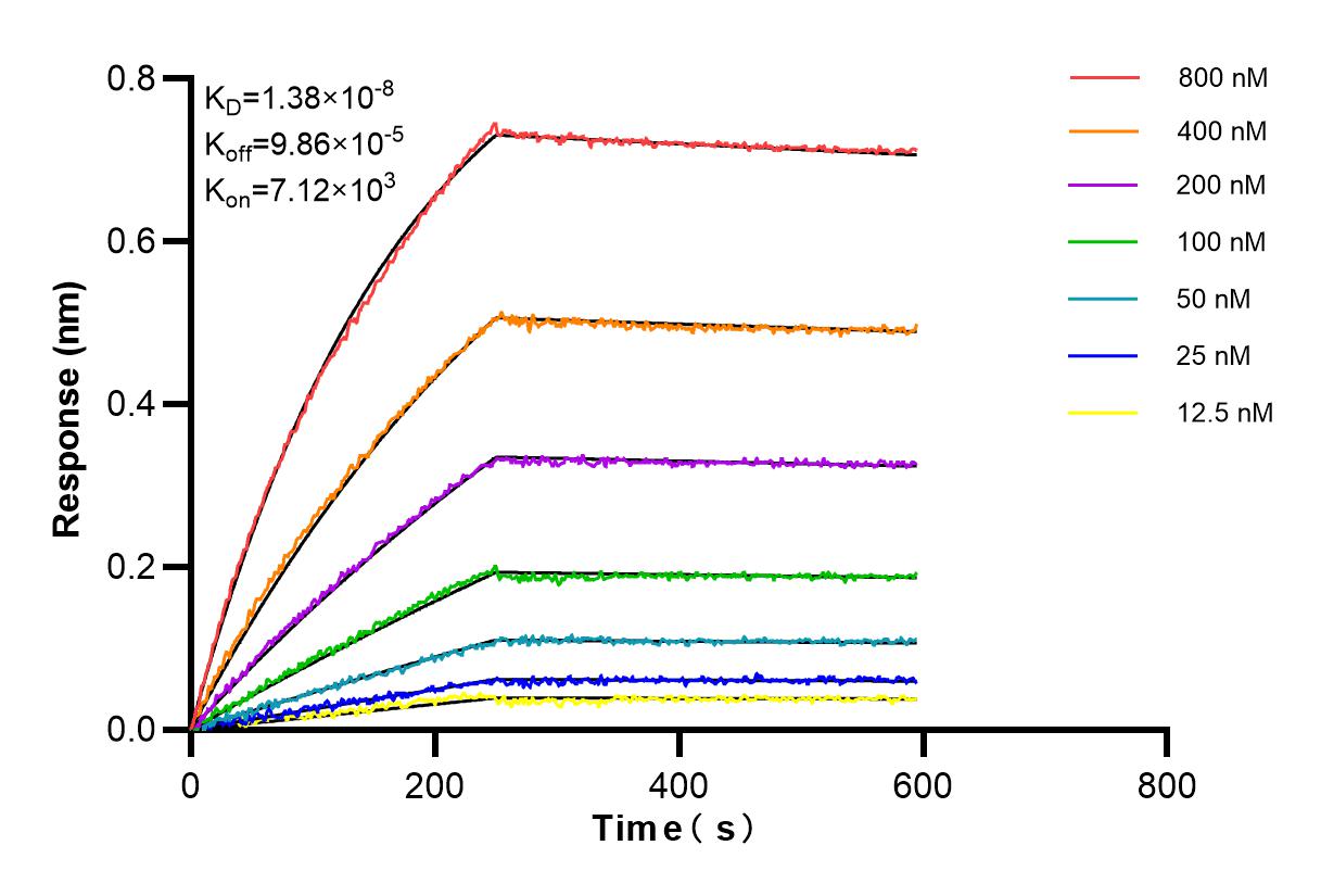 Affinity and Kinetic Characterization of 98287-1-RR