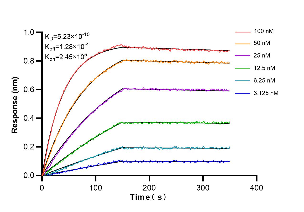 Biolayer interferometry (BLl) kinetic assays of 98290-1-RR against Mouse Endoglin/CD105 were performed. The affinity constant is 0.523 nM. Affinity and Kinetic Characterization of 98290-1-RR