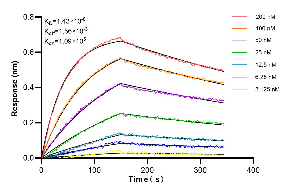 Affinity and Kinetic Characterization of 98293-1-RR