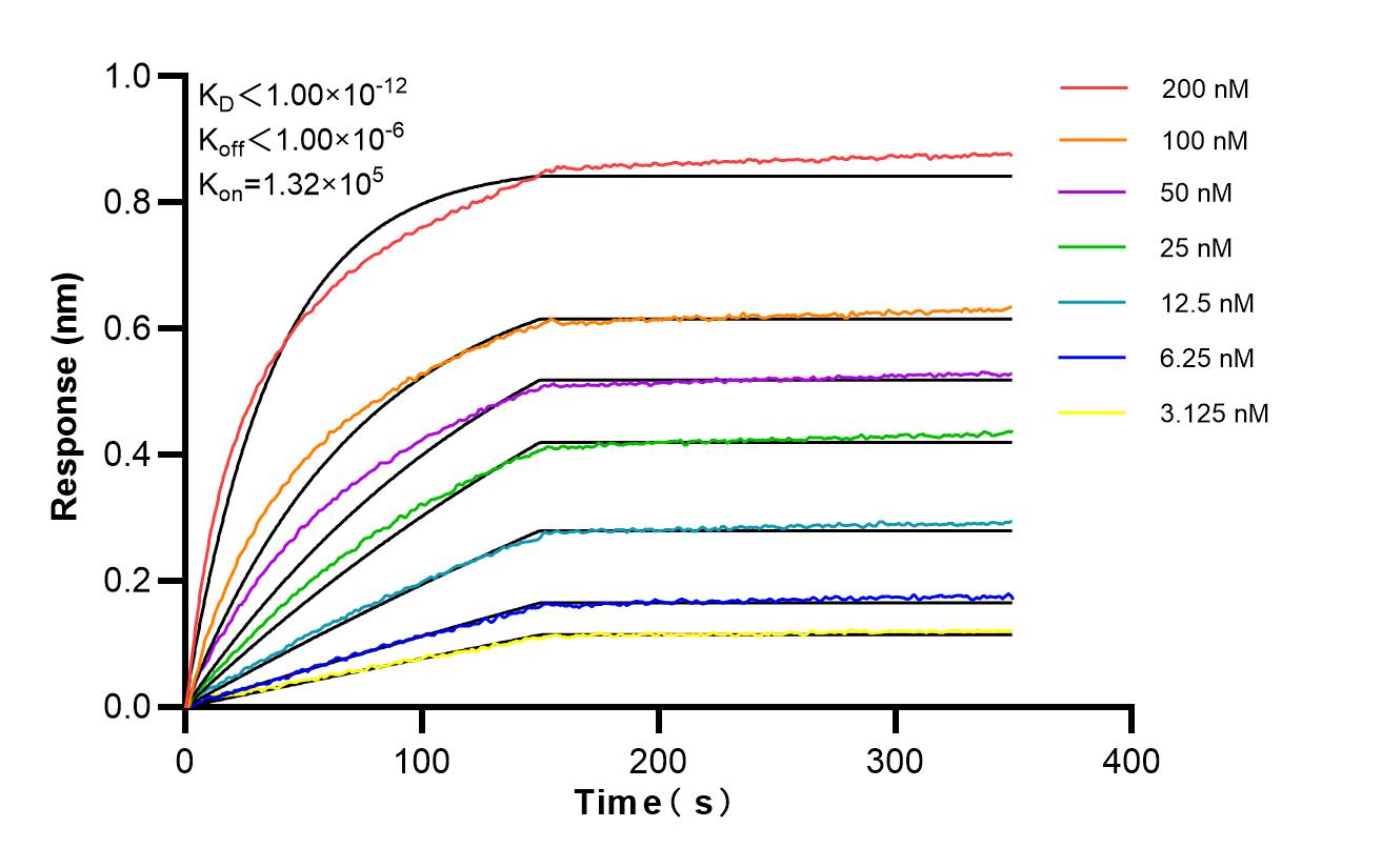 Affinity of 98330-3-RR Affinity of 98330-3-RR