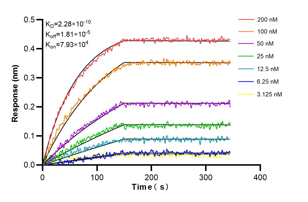 Biolayer interferometry (BLl) kinetic assays of 98331-2-RR against Mouse APRIL/TNFSF13 were performed. The affinity constant is 0.228 nM. Affinity and Kinetic Characterization of 98331-2-RR