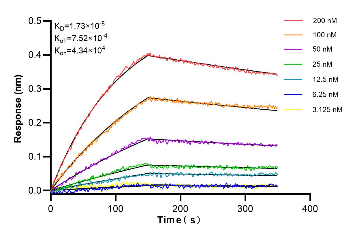 Affinity and Kinetic Characterization of 98349-1-MR