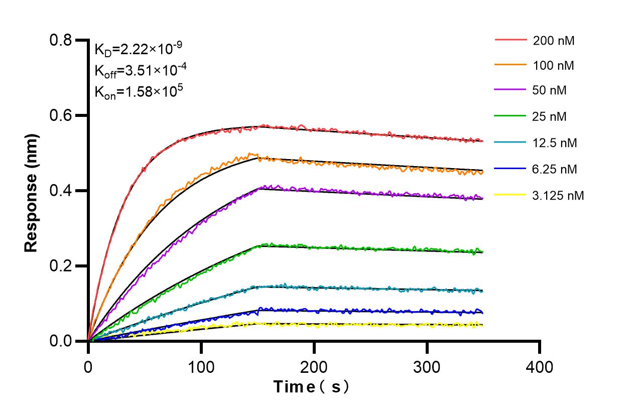 Affinity and Kinetic Characterization of 98362-2-RR