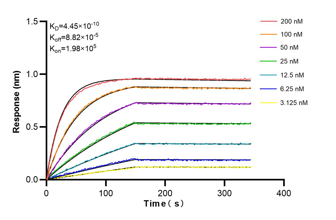 Affinity and Kinetic Characterization of 98381-1-RR