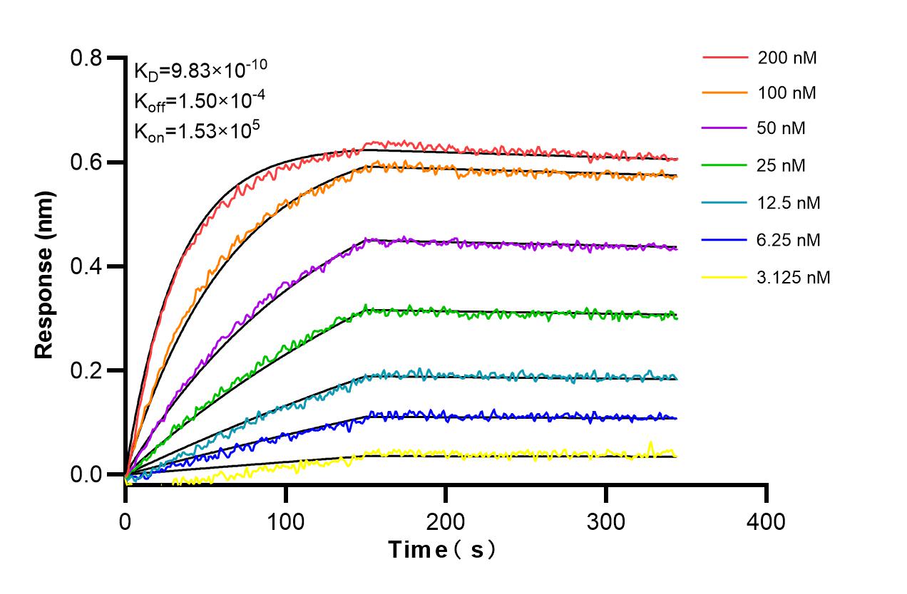 Affinity and Kinetic Characterization of 98382-2-RR