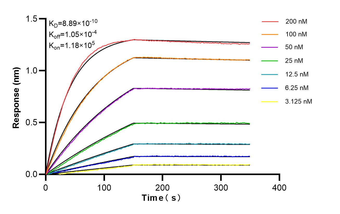 Affinity of 98435-3-RR Affinity of 98435-3-RR