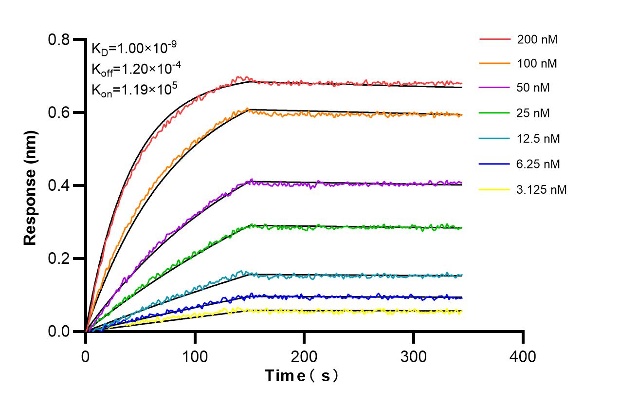 Biolayer interferometry (BLl) kinetic assays of 98441-3-RR against Mouse CD62L were performed. The affinity constant is 1.00 nM. Affinity and Kinetic Characterization of 98441-3-RR