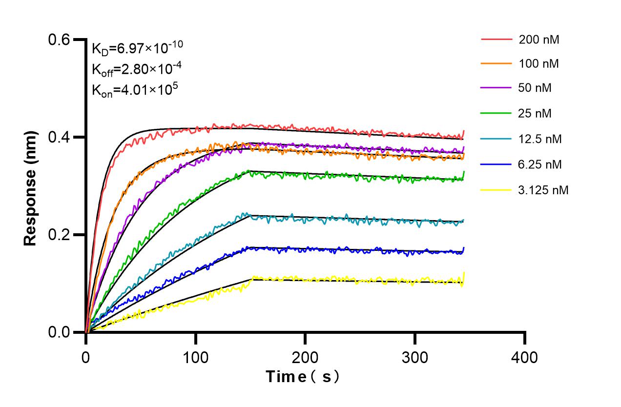 Affinity and Kinetic Characterization of 98455-2-RR