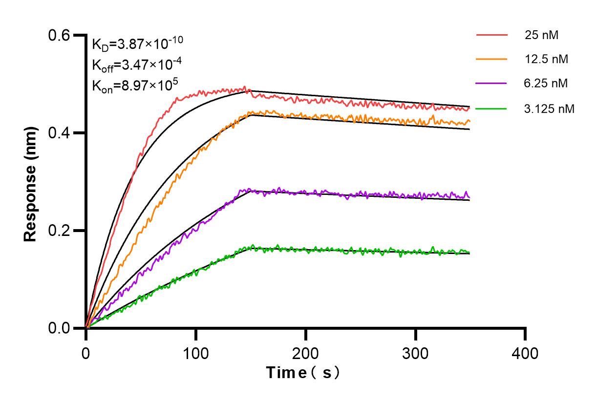 Affinity and Kinetic Characterization of 98469-1-RR