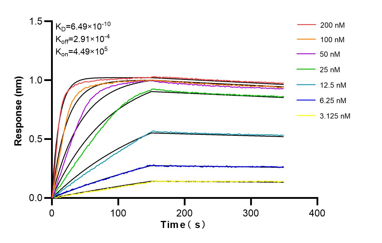 Biolayer interferometry (BLl) kinetic assays of <a class='green' href='/productredirect?CatalogNo=98475-1-RR' target='_blank'>98475-1-RR</a> against Mouse CCL9 were performed. The affinity constant is 0.649 nM. Affinity and Kinetic Characterization of 98475-1-RR