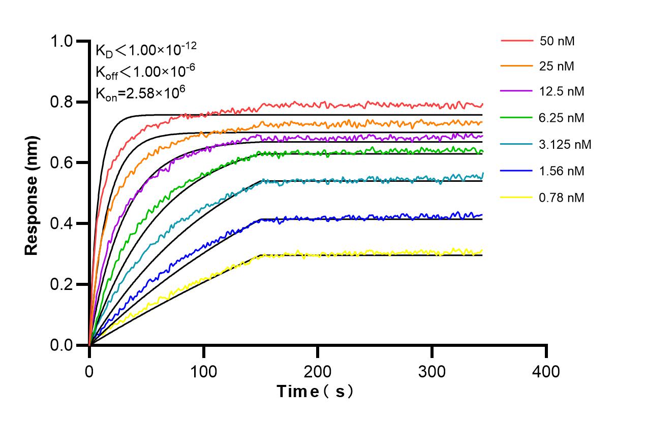 Affinity and Kinetic Characterization of 98481-2-RR Affinity and Kinetic Characterization of 98481-2-RR