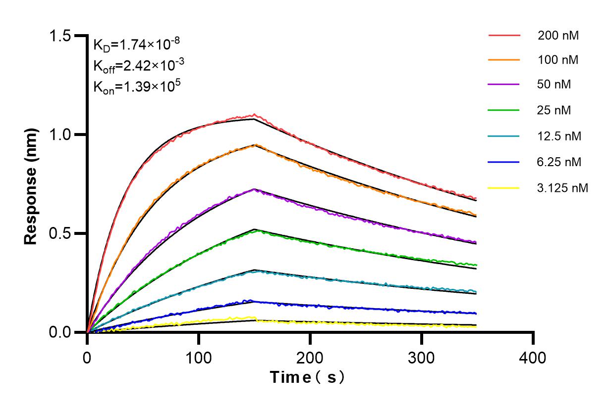 Affinity and Kinetic Characterization of 98485-2-RR
