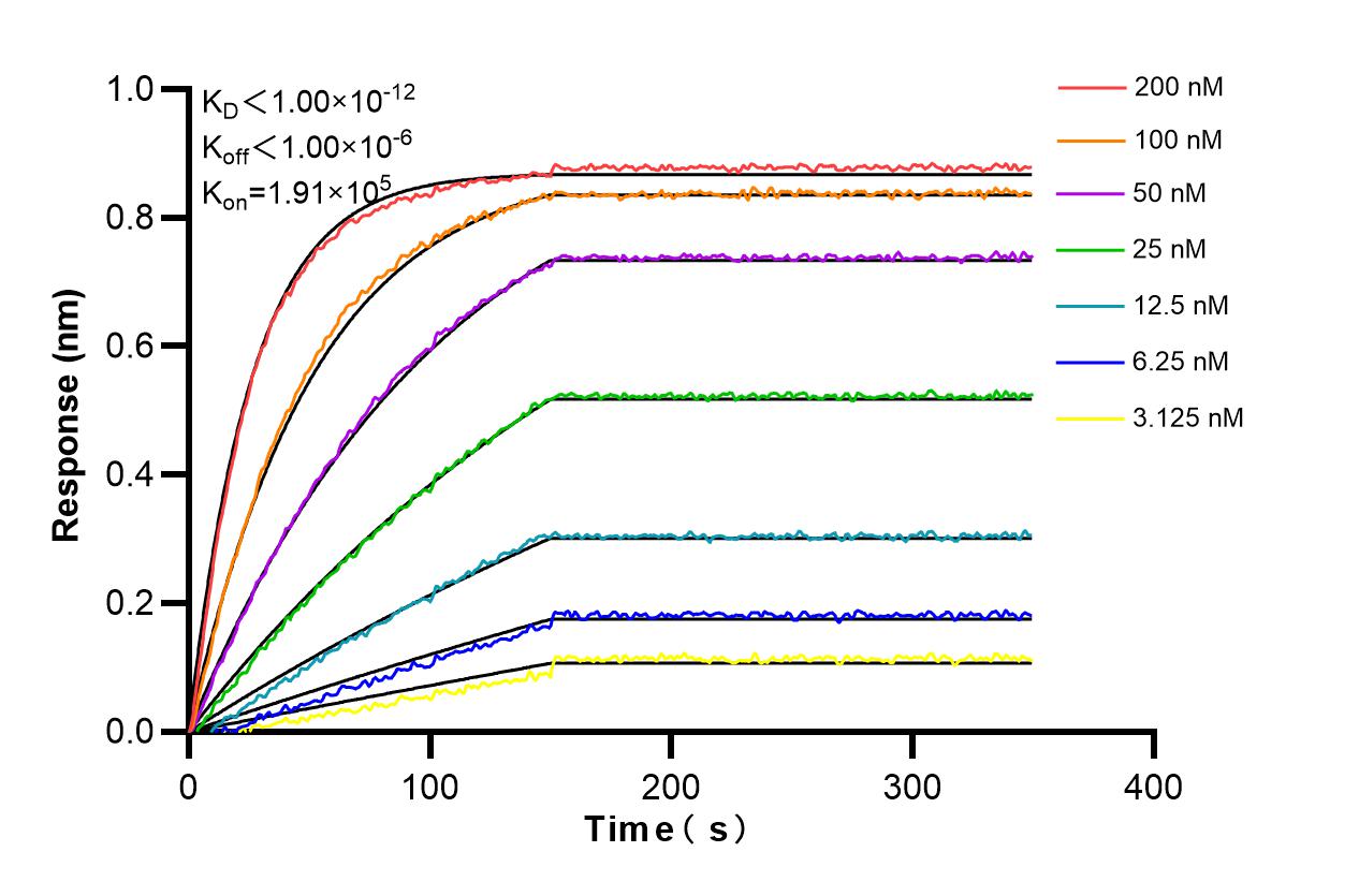 Affinity and Kinetic Characterization of 98506-5-RR