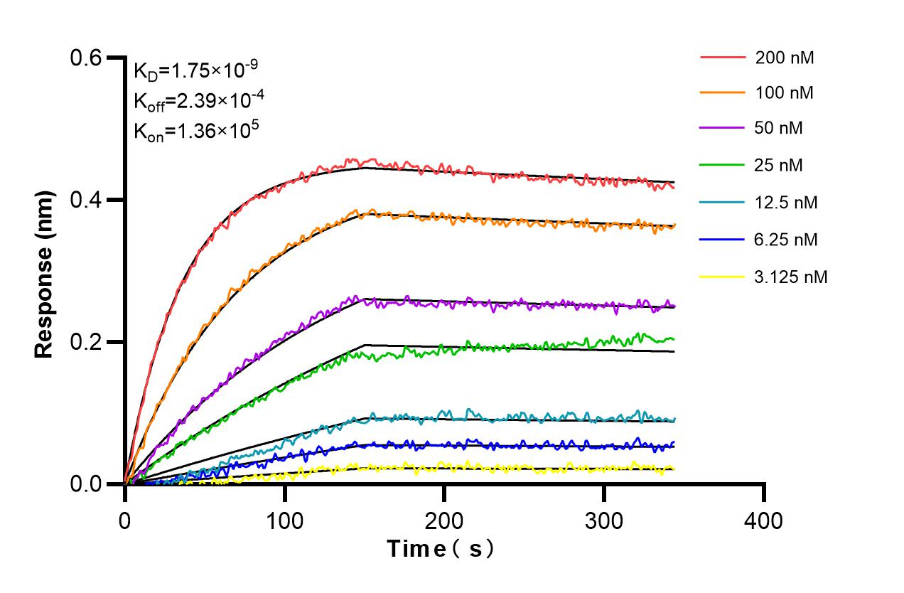 Affinity and Kinetic Characterization of 98508-1-RR