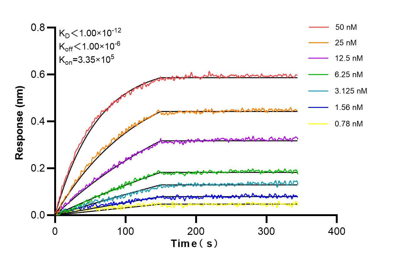 Affinity and Kinetic Characterization of 98511-1-RR Affinity and Kinetic Characterization of 98511-1-RR