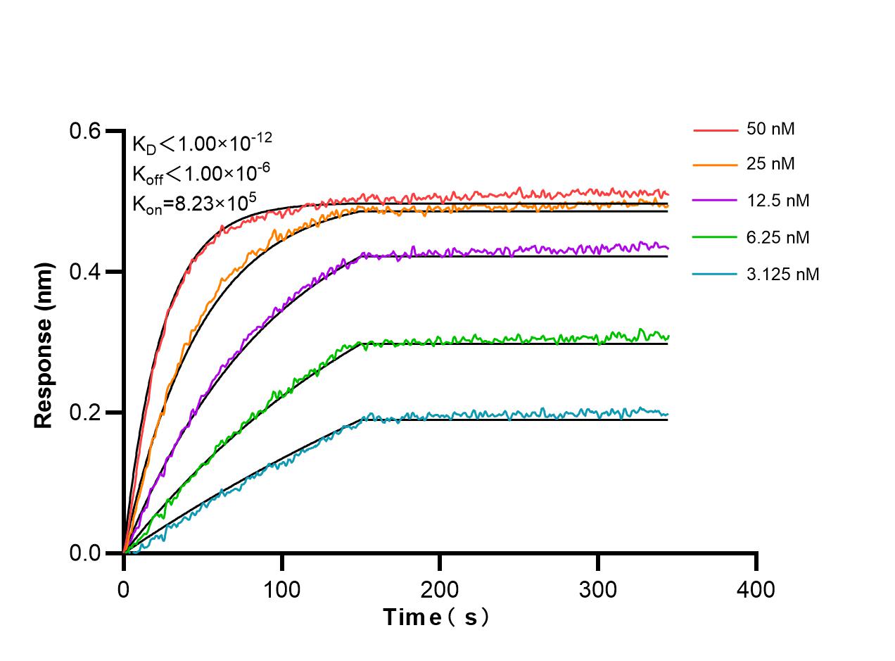Affinity and Kinetic Characterization of 98513-2-RR Affinity and Kinetic Characterization of 98513-2-RR