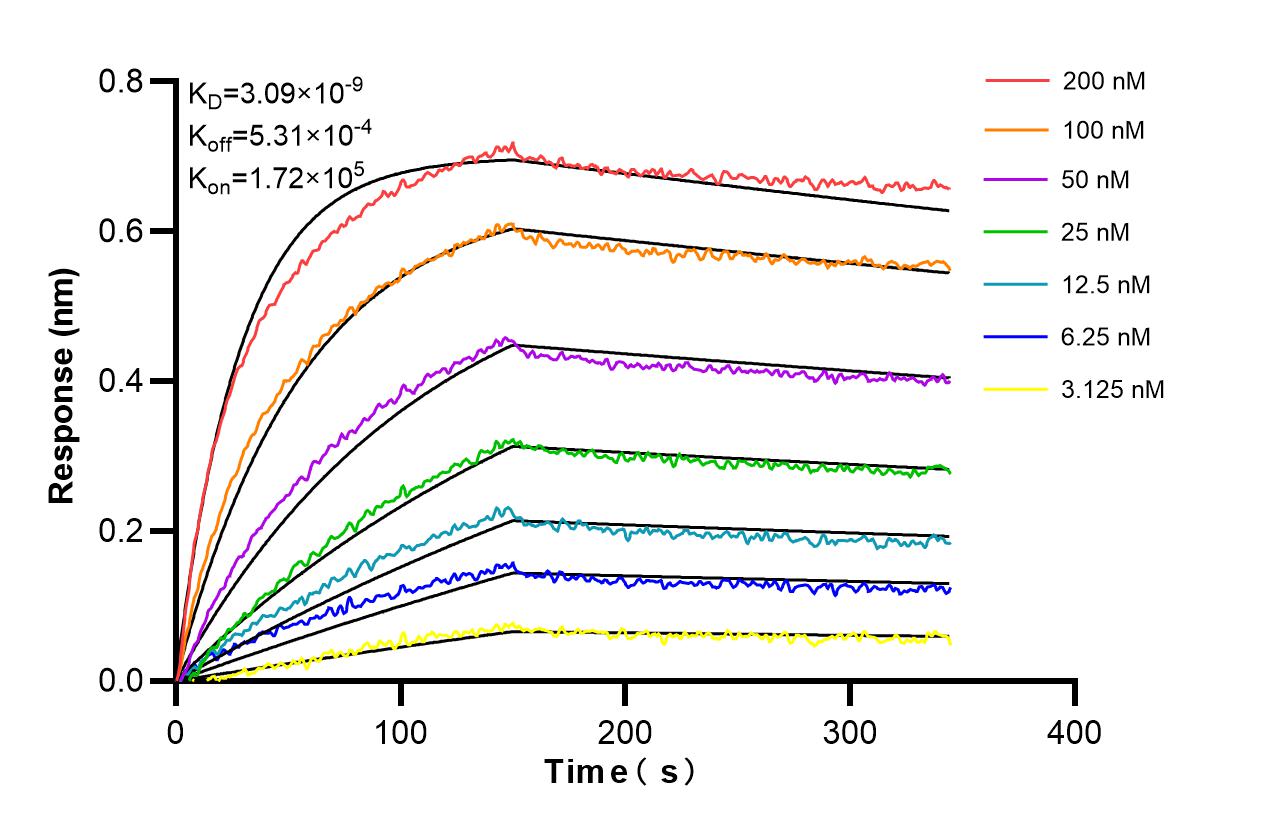 Affinity and Kinetic Characterization of 98519-1-RR Affinity and Kinetic Characterization of 98519-1-RR