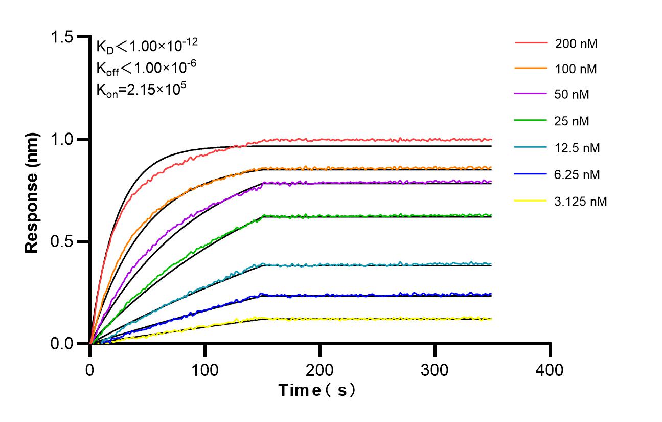 Biolayer interferometry (BLl) kinetic assays of <a class='green' href='/productredirect?CatalogNo=98522-3-RR' target='_blank'>98522-3-RR</a> against Mouse CD4 were performed. The affinity constant is below 1 pM. Affinity and Kinetic Characterization of 98522-3-RR