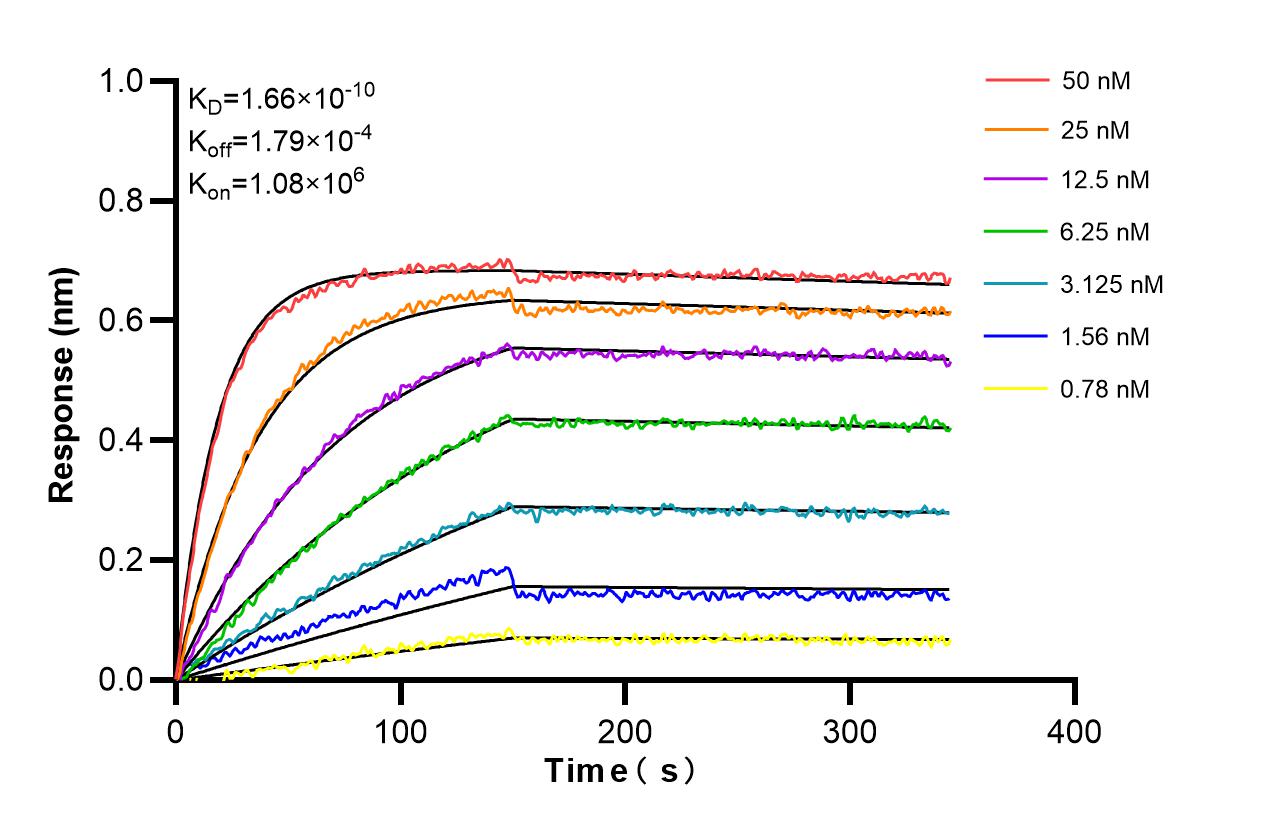 Biolayer interferometry (BLl) kinetic assays of <a class='green' href='/productredirect?CatalogNo=98530-2-RR' target='_blank'>98530-2-RR</a> against Human IGSF8/CD316 were performed. The affinity constant is 0.166 nM. Affinity and Kinetic Characterization of 98530-2-RR
