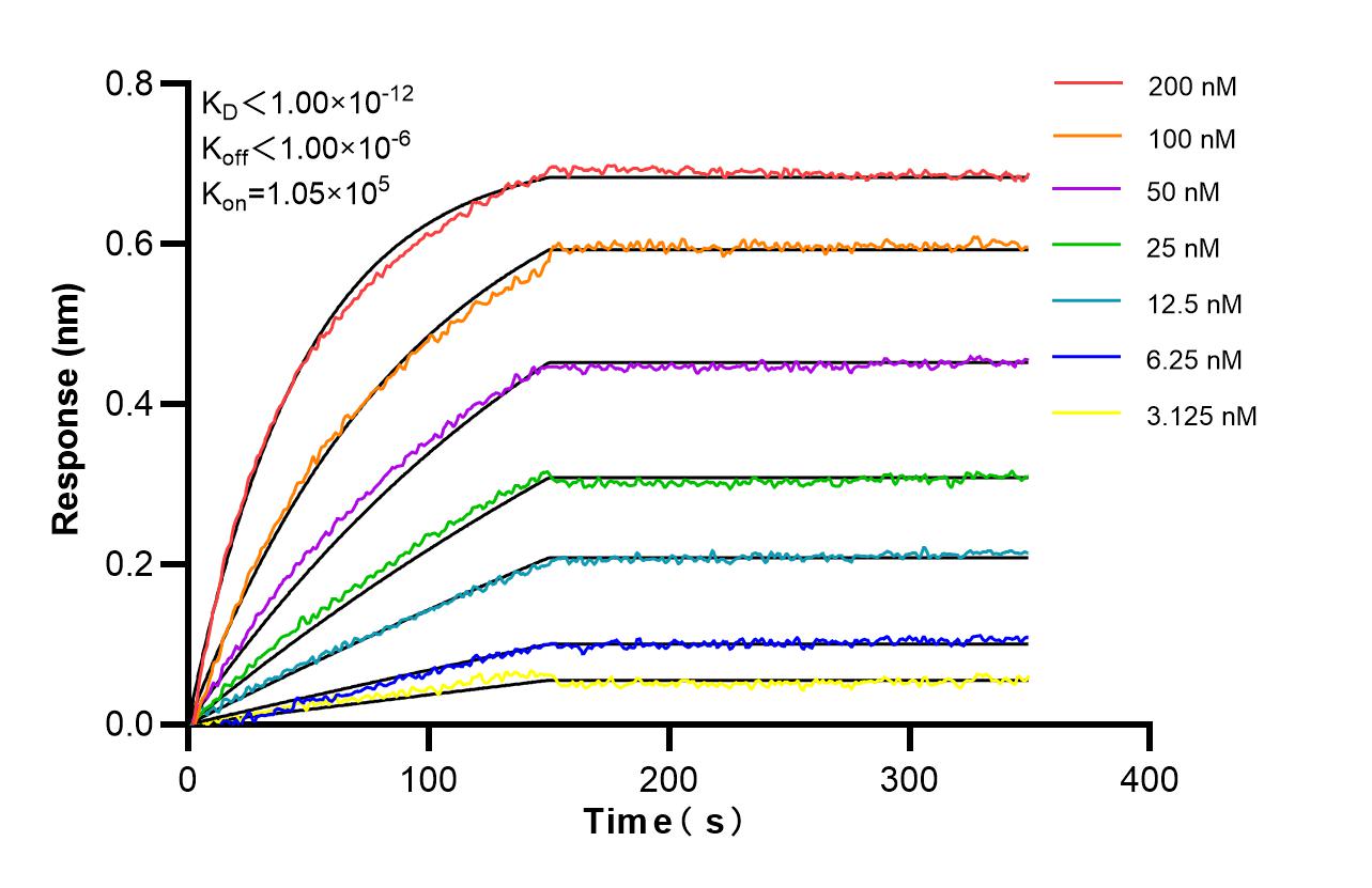 Affinity and Kinetic Characterization of 98537-2-RR