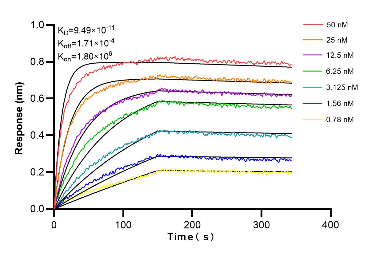 Affinity and Kinetic Characterization of 98542-1-RR Affinity and Kinetic Characterization of 98542-1-RR