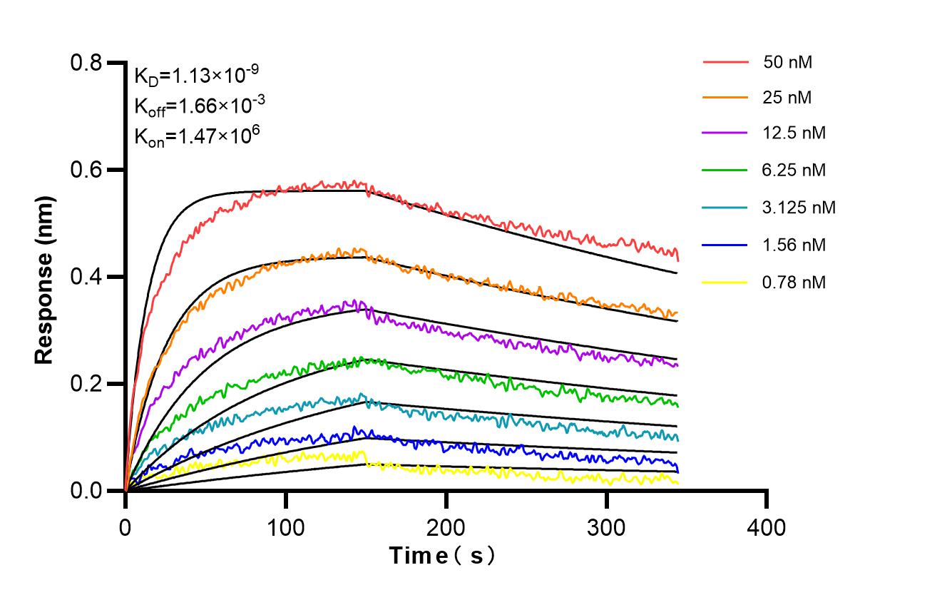 Affinity and Kinetic Characterization of 98553-1-RR