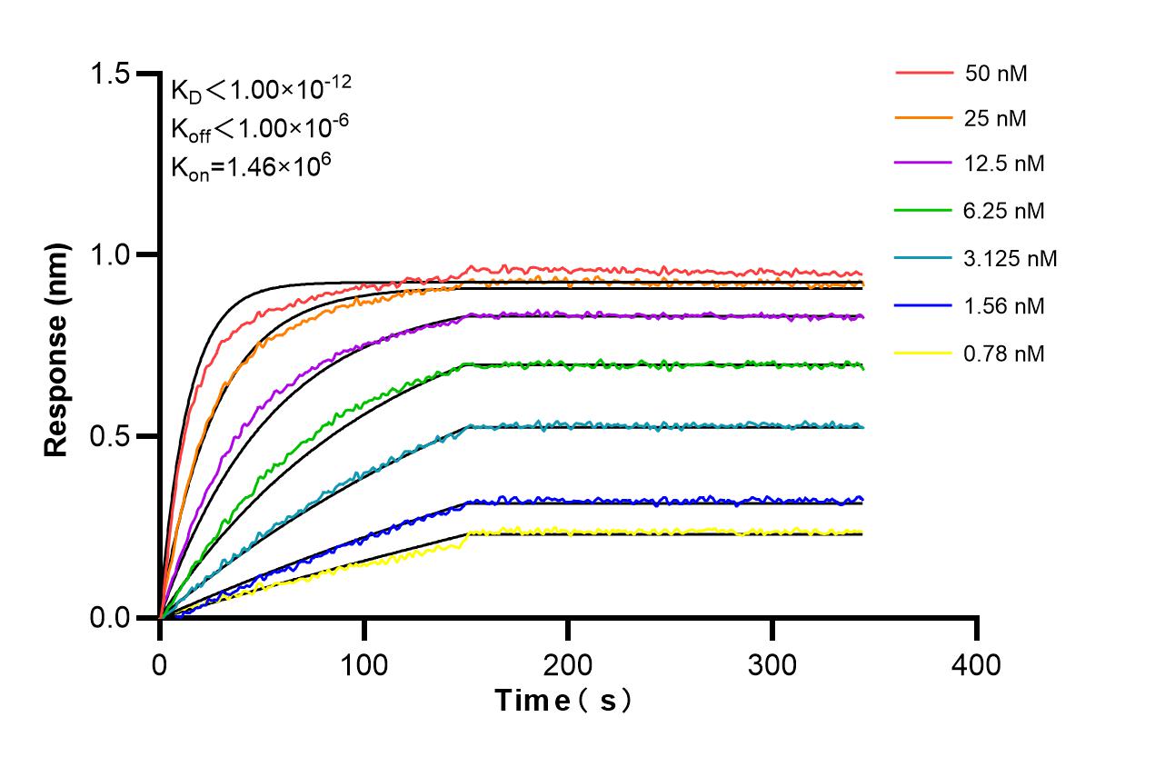 Affinity and Kinetic Characterization of 98554-1-RR Affinity and Kinetic Characterization of 98554-1-RR