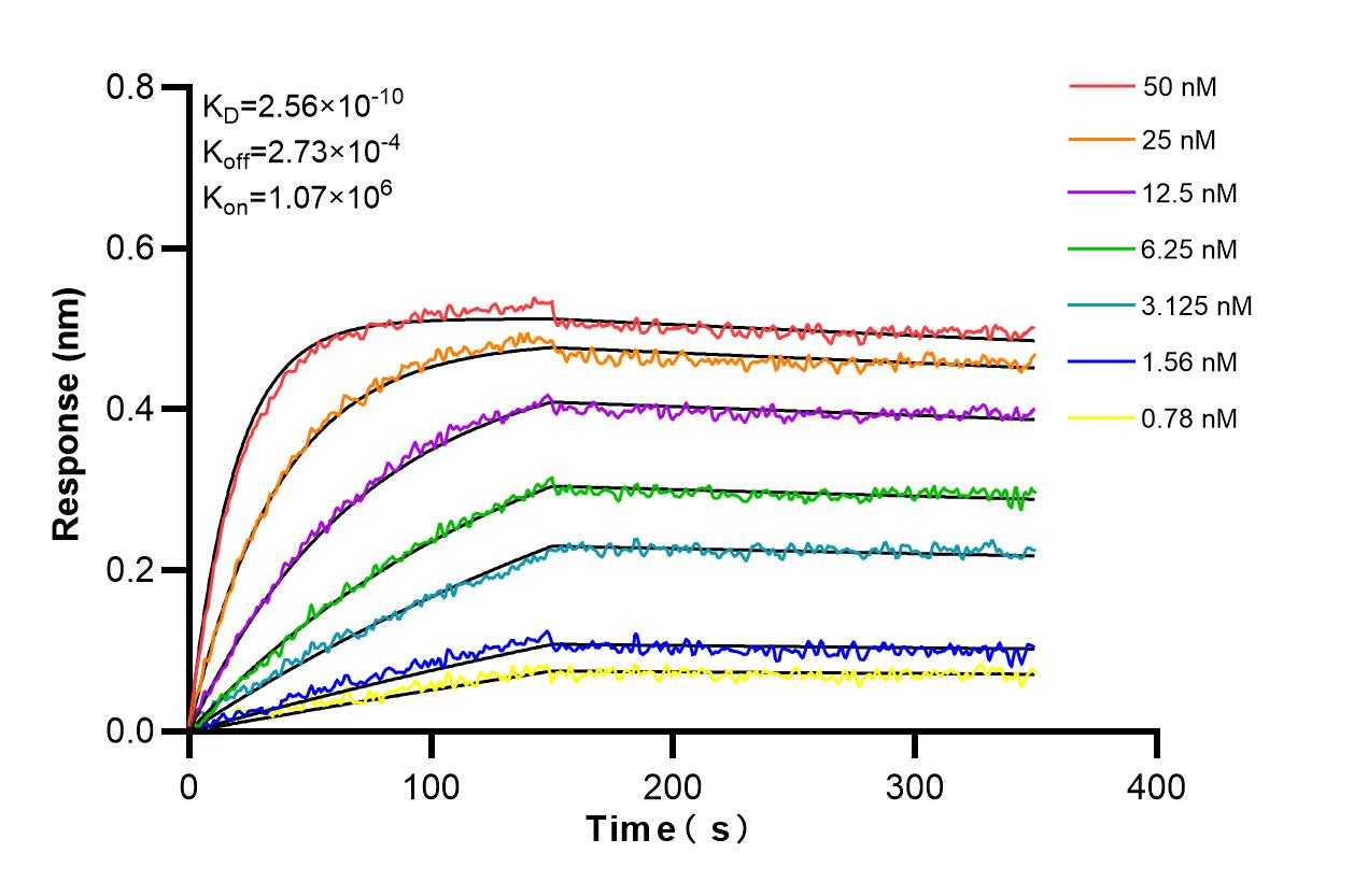 Affinity and Kinetic Characterization of 98557-1-RR
