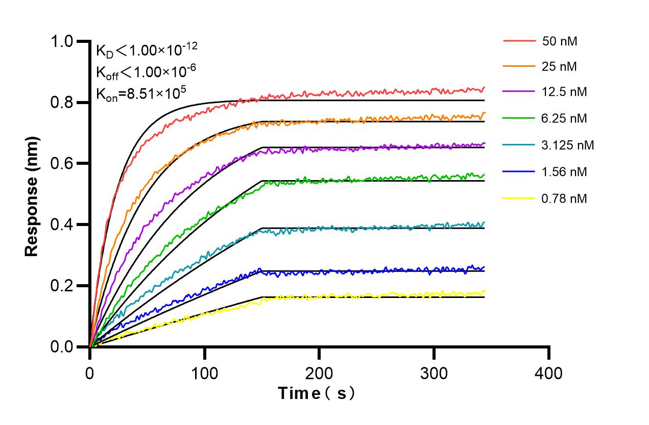 Affinity and Kinetic Characterization of 98564-1-RR Affinity and Kinetic Characterization of 98564-1-RR