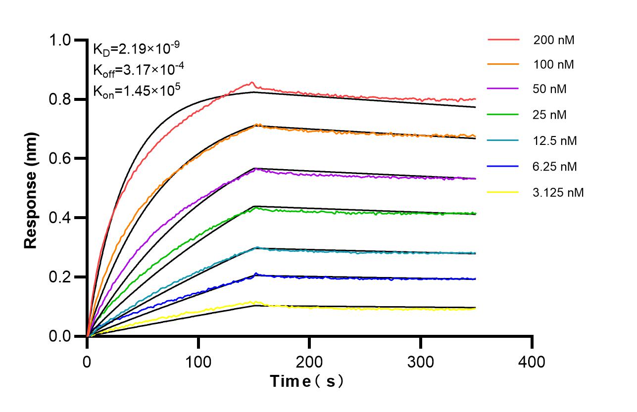 Affinity of 98570-1-RR
