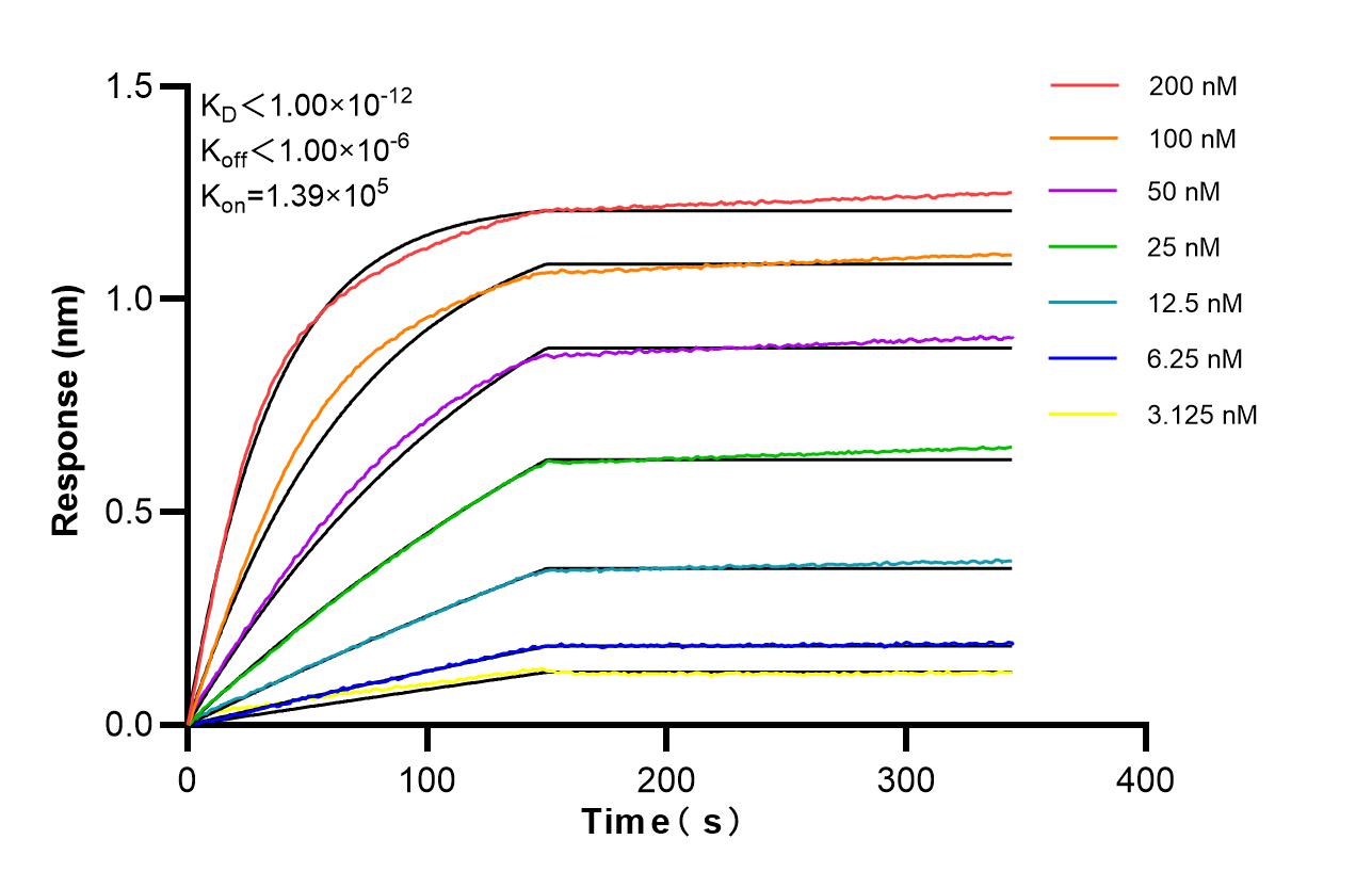 Affinity of 98582-1-RR
