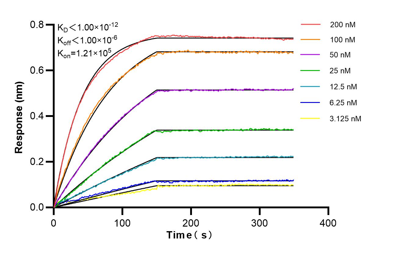 Affinity of 98589-1-RR