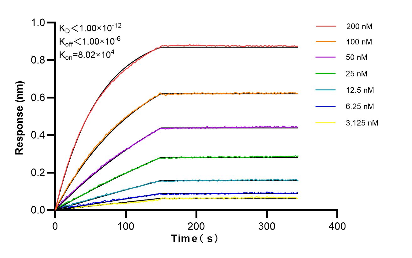 Affinity of 98594-2-RR