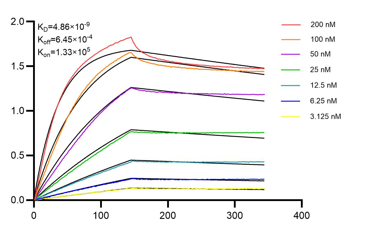 Affinity and Kinetic Characterization of 98601-2-RR