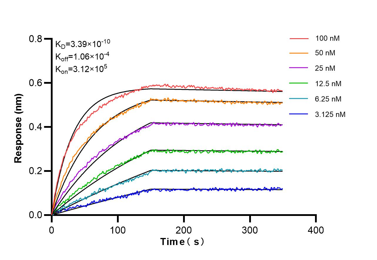 Affinity and Kinetic Characterization of 98605-2-RR