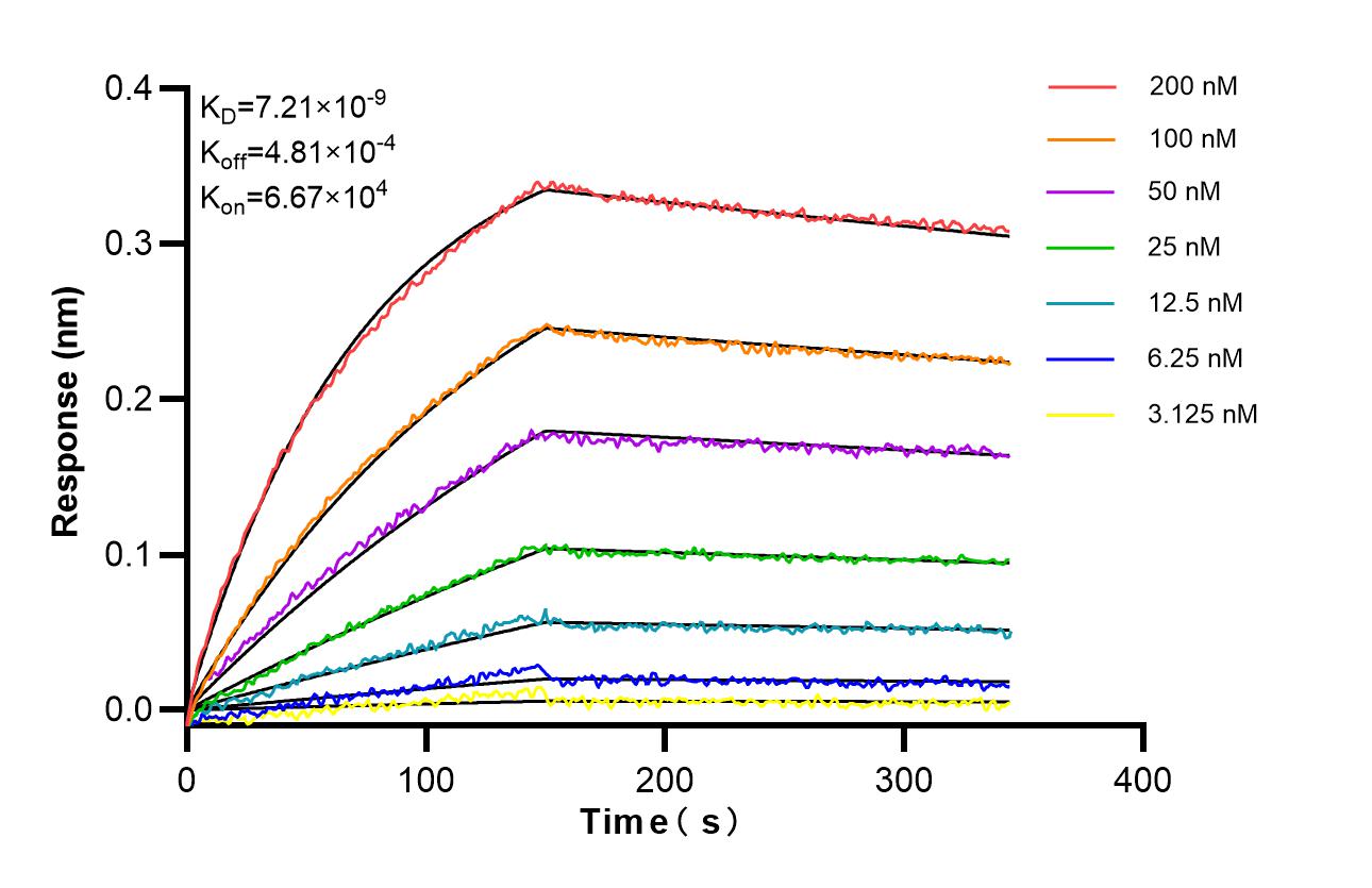 Affinity of 98617-3-RR Affinity of 98617-3-RR