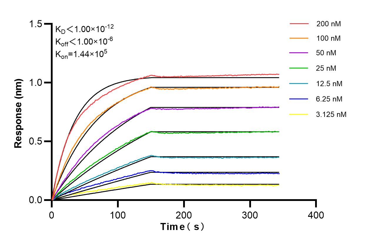 Affinity and Kinetic Characterization of 98635-1-RR