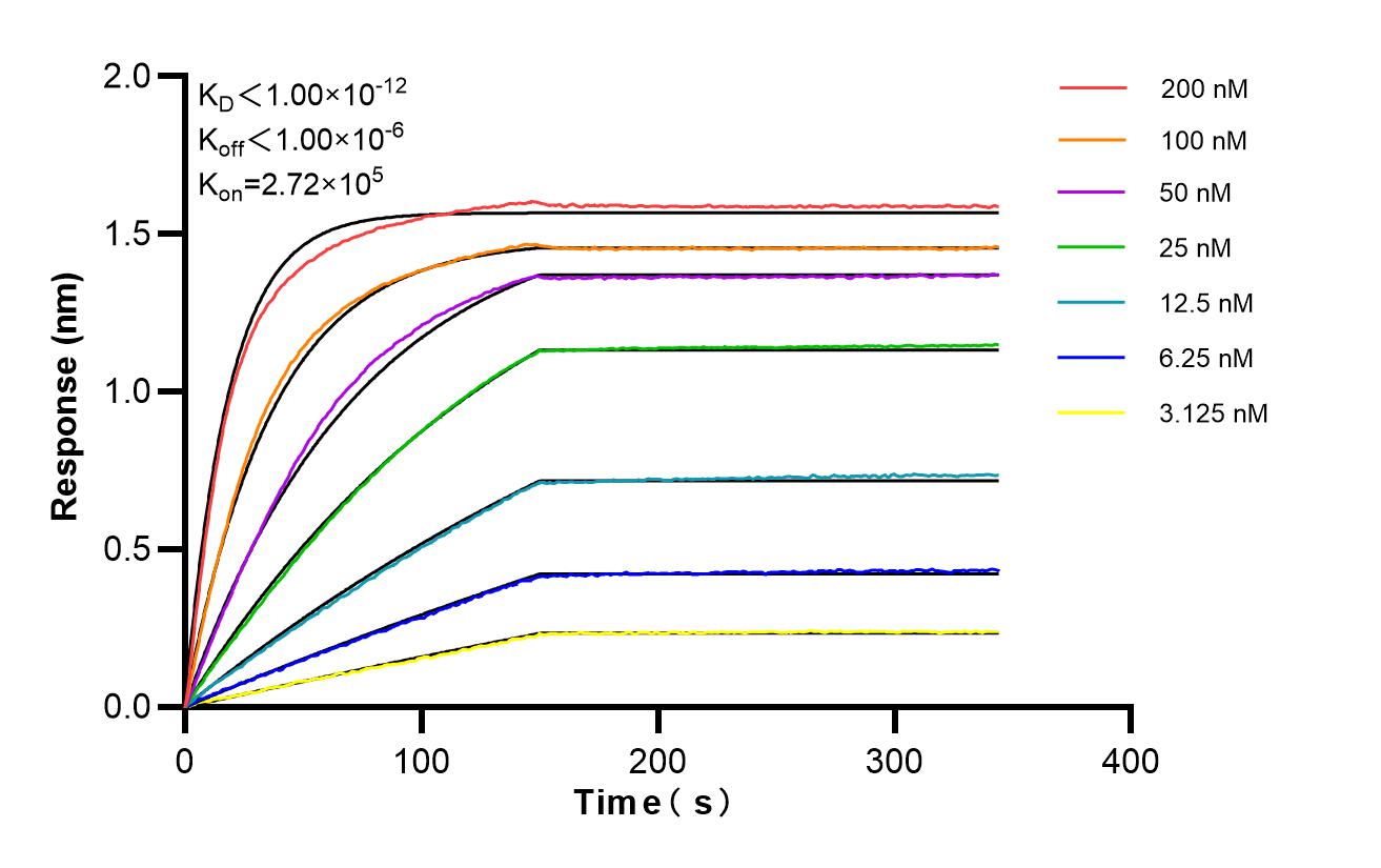 Affinity of 98642-3-RR Affinity of 98642-3-RR