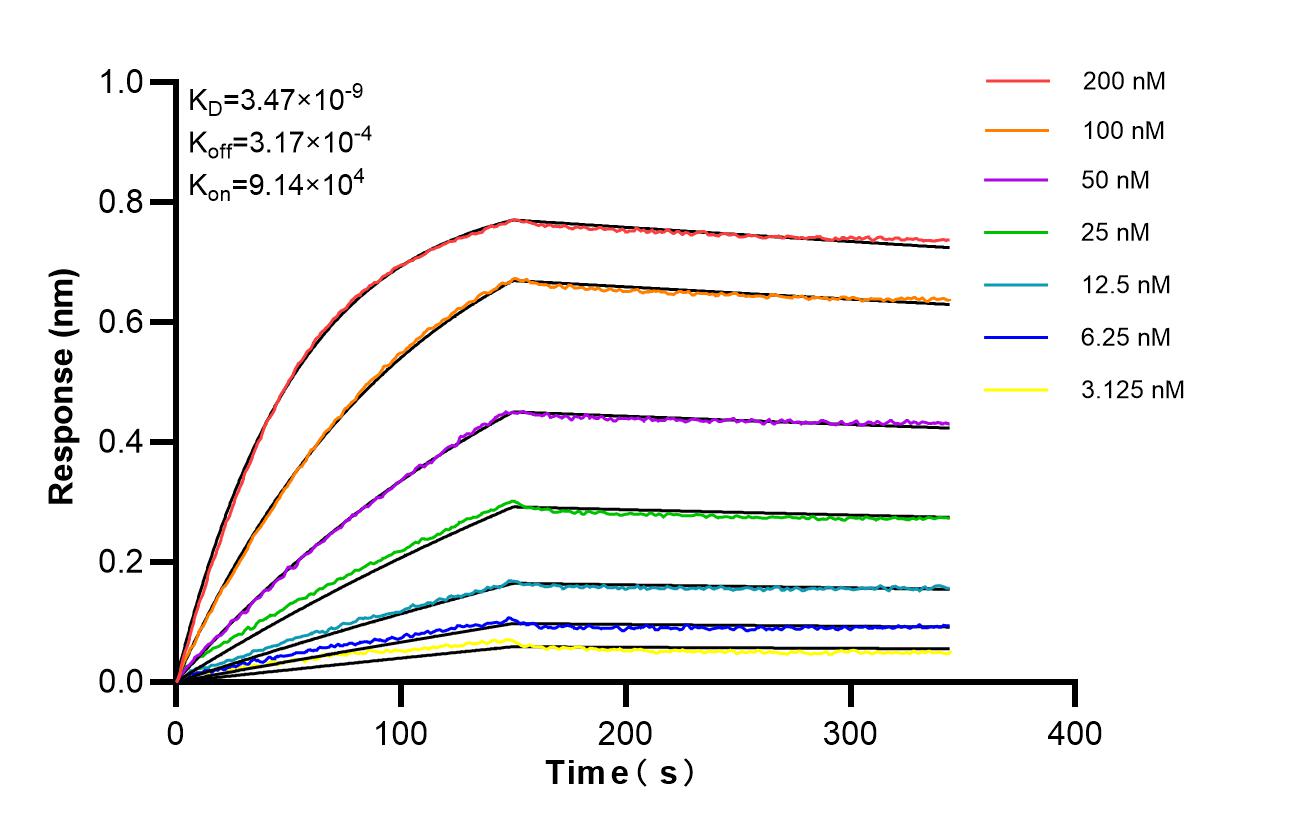 Affinity of 98684-1-RR
