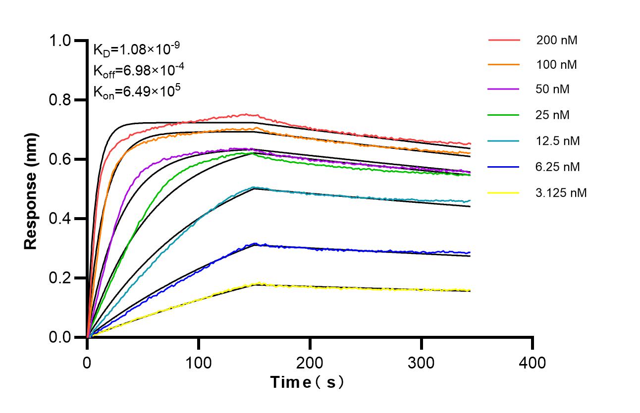 Affinity of 98689-3-RR
