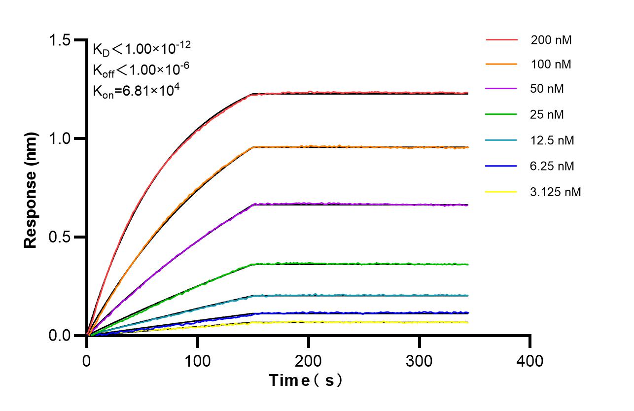 Biolayer interferometry (BLl) kinetic assays of 98705-2-RR against Human PTCH2 were performed. The affinity constant is below 1 pM. Affinity and Kinetic Characterization of 98705-2-RR