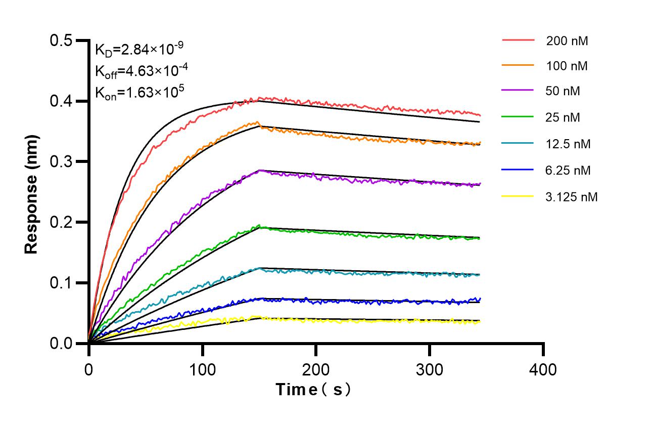 Affinity of 98706-1-RR Affinity of 98706-1-RR