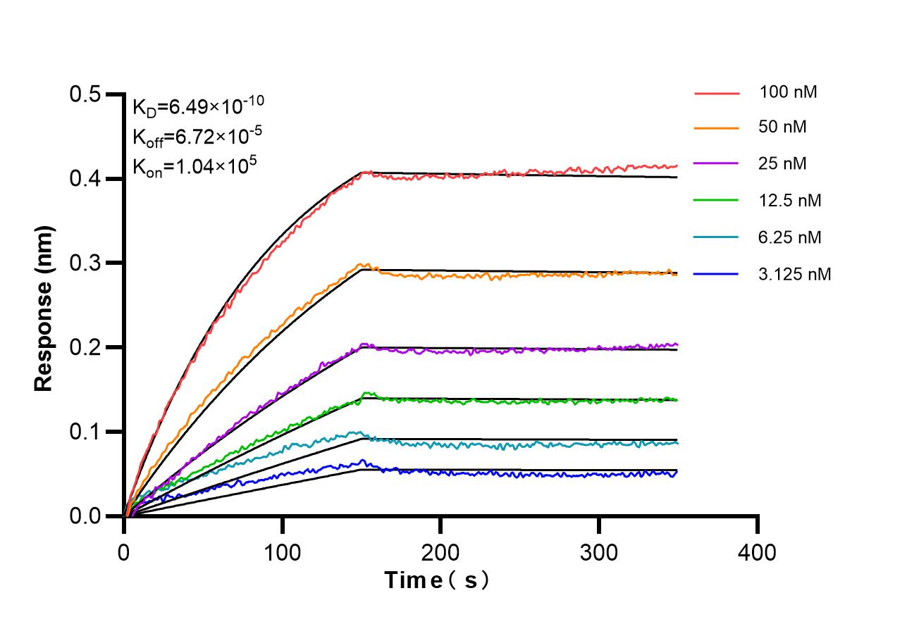 Affinity of 98715-1-RR Affinity of 98715-1-RR