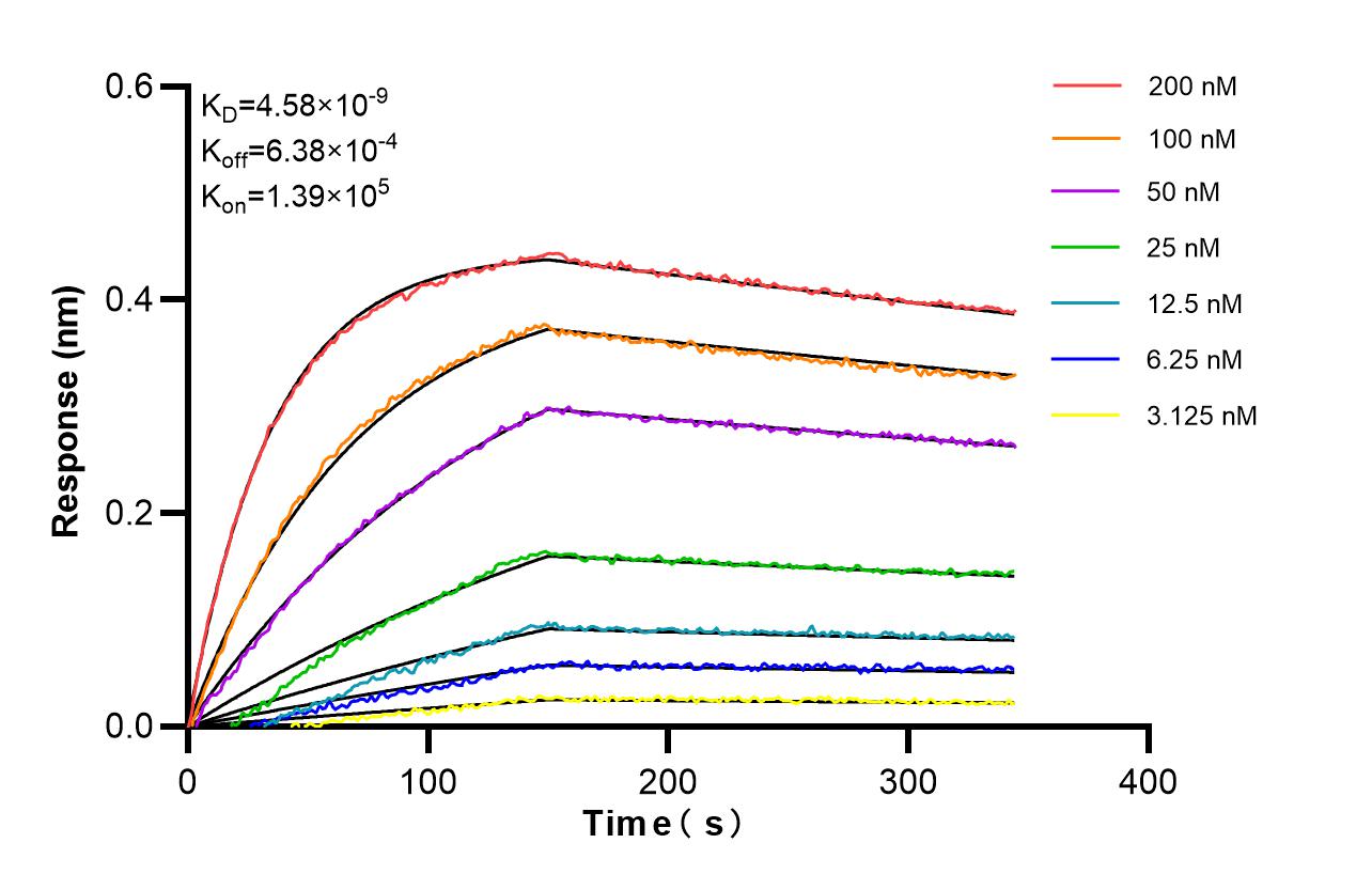 Affinity of 98774-1-RR Affinity of 98774-1-RR