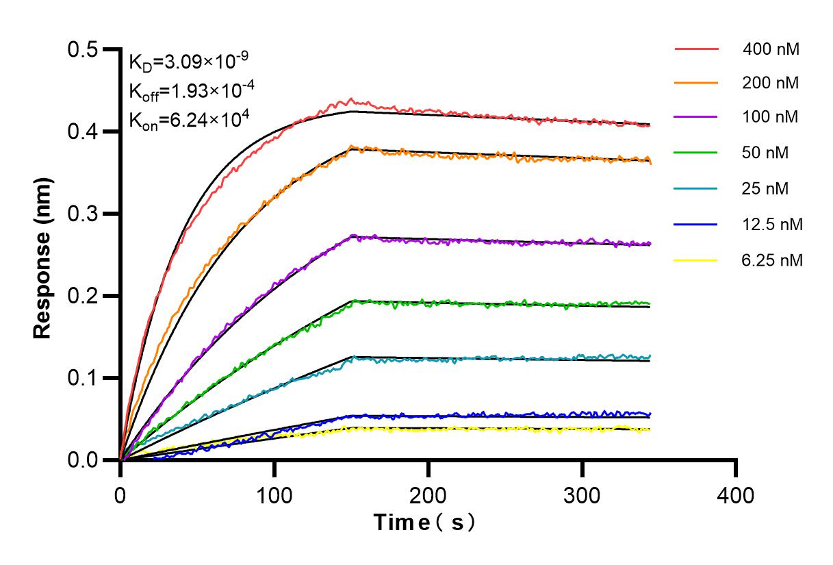 Affinity and Kinetic Characterization of SF98103-1-RR Affinity and Kinetic Characterization of SF98103-1-RR