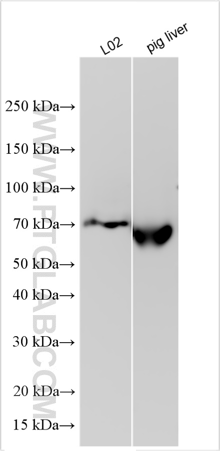 WB analysis using 31121-1-AP