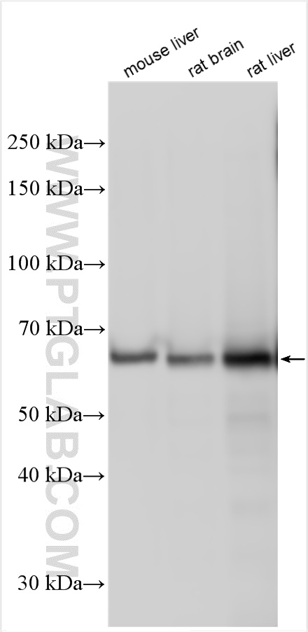 WB analysis using 31340-1-AP
