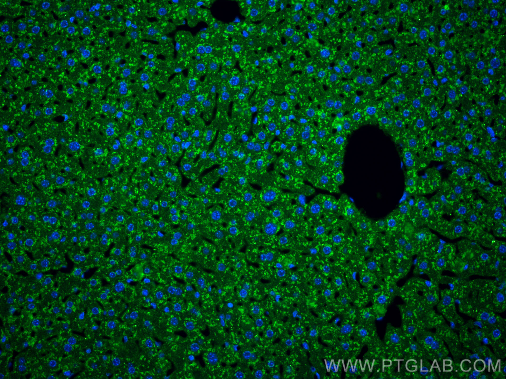 IF Staining of mouse liver using 82783-6-RR (same clone as 82783-6-PBS)